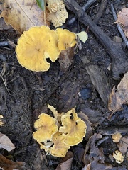 Cantharellus cibarius