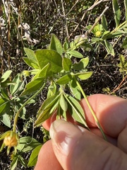 Coreopsis pubescens