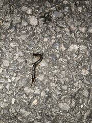 Scolopendra