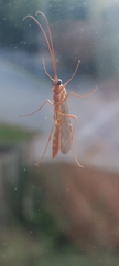 Ophion obscuratus