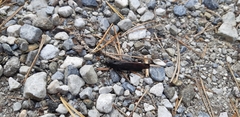 Psophus stridulus