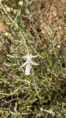 Teucrium racemosum