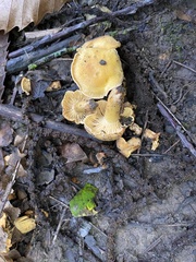 Cantharellus cibarius