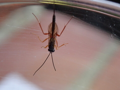 Campopleginae