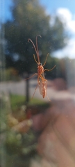 Ophion obscuratus