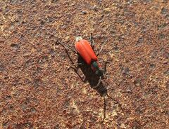 Anthocomus rufus