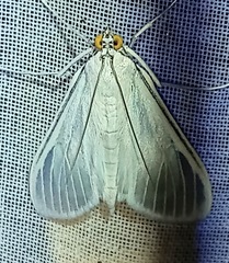 Palpita flegia
