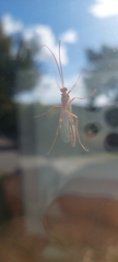 Ophion obscuratus
