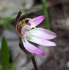 Caladenia pusilla