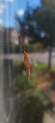 Ophion obscuratus