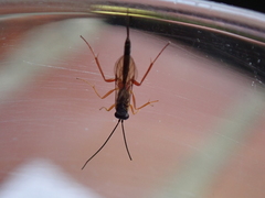Campopleginae