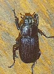 Phileurini