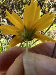 Coreopsis pubescens