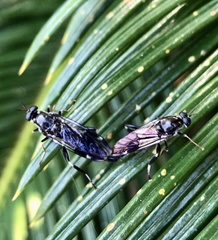 Exaireta spinigera