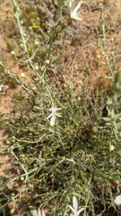 Teucrium racemosum