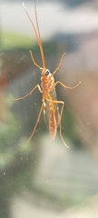 Ophion obscuratus