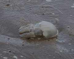 Catostylus mosaicus