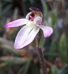 Caladenia pusilla