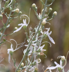 Teucrium racemosum