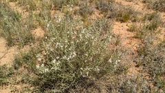 Teucrium racemosum