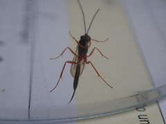 Campopleginae