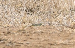 Crithagra mozambica