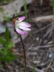 Caladenia pusilla