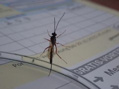 Campopleginae