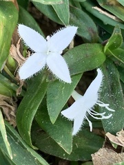 Diodia
