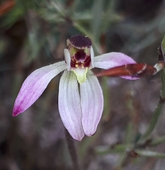 Caladenia pusilla