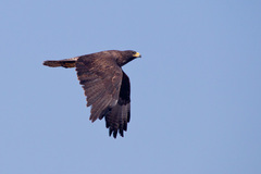 Buteo galapagoensis