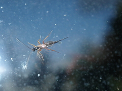 Campopleginae