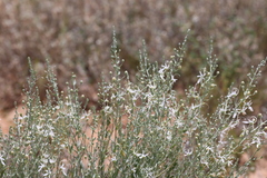 Teucrium racemosum