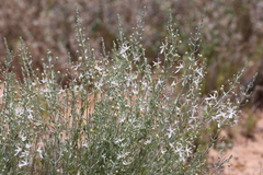 Teucrium racemosum