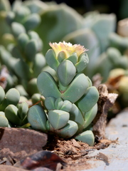 Corpuscularia lehmannii