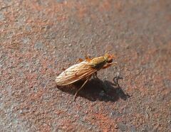 Scathophagidae