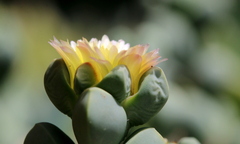 Corpuscularia lehmannii