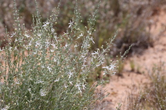 Teucrium racemosum