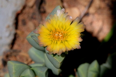 Corpuscularia lehmannii