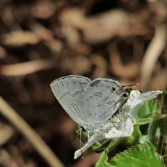Sinthusa chandrana