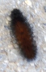 Pyrrharctia isabella