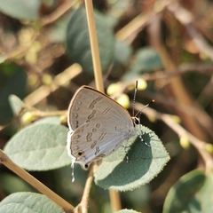 Sinthusa chandrana