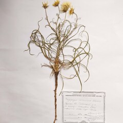 Tragopogon ucrainicus