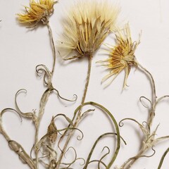 Tragopogon ucrainicus