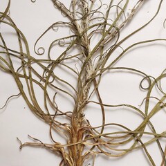 Tragopogon ucrainicus