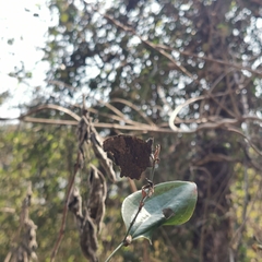 Kaniska canace
