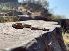 Dasypeltis scabra
