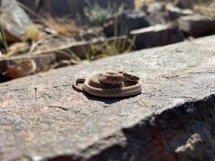 Dasypeltis scabra