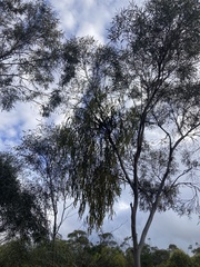 Amyema miquelii