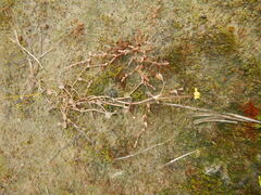 Ranunculus samojedorum